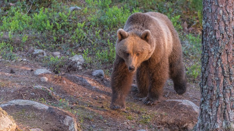 Säker och Spännande Spelupplevelse på Wildzy Casino i Sverige Säker och Spännande Spelupplevelse på Wildzy Casino i Sverige